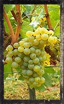 Un grappolo d'uva chardonnay