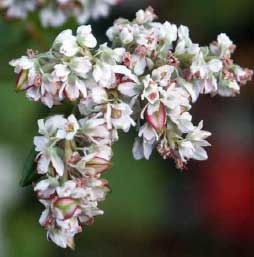 grano saraceno