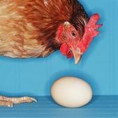 gallina con uovo