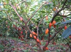 l'albero del cacao e i suoi frutti