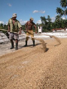 lavorazione del caffè naturale lavorazione del caffè naturale