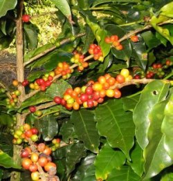 drupe di caffè arabica drupe di caffè arabica