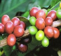 drupe di caffè con maturazioni diverse drupe di caffè con maturazioni diverse