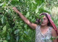la raccolta per picking la raccolta per picking