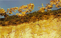 il suolo della champagne