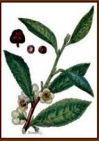 Camelia sinensis