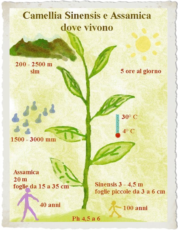 selezione delle foglie - Il tè