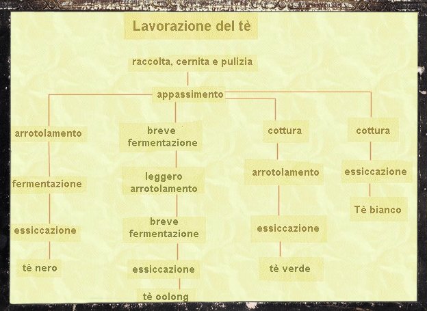 lavorazione del tè