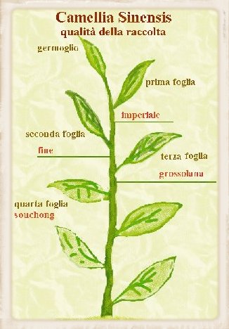 selezione delle foglie - Il tè