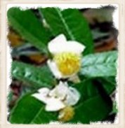 I fiori bianchi del tè