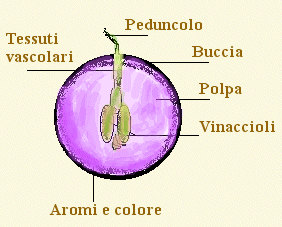 acino d'uva
