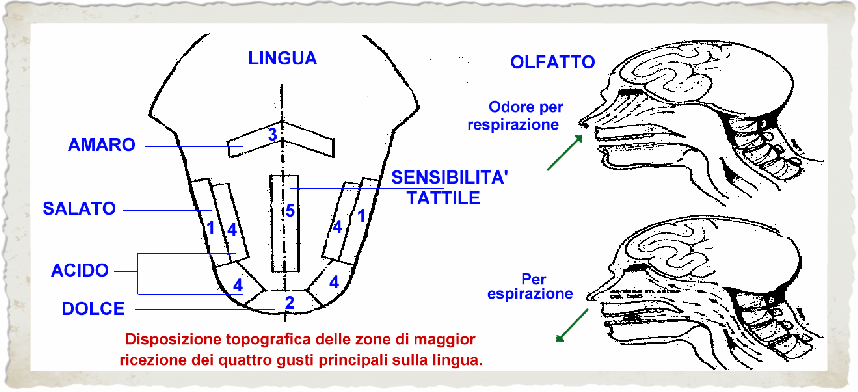 organi di senso