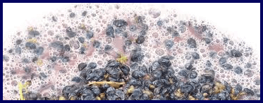 Fermentazione alcolica