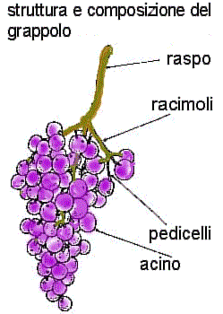grappolo d'uva